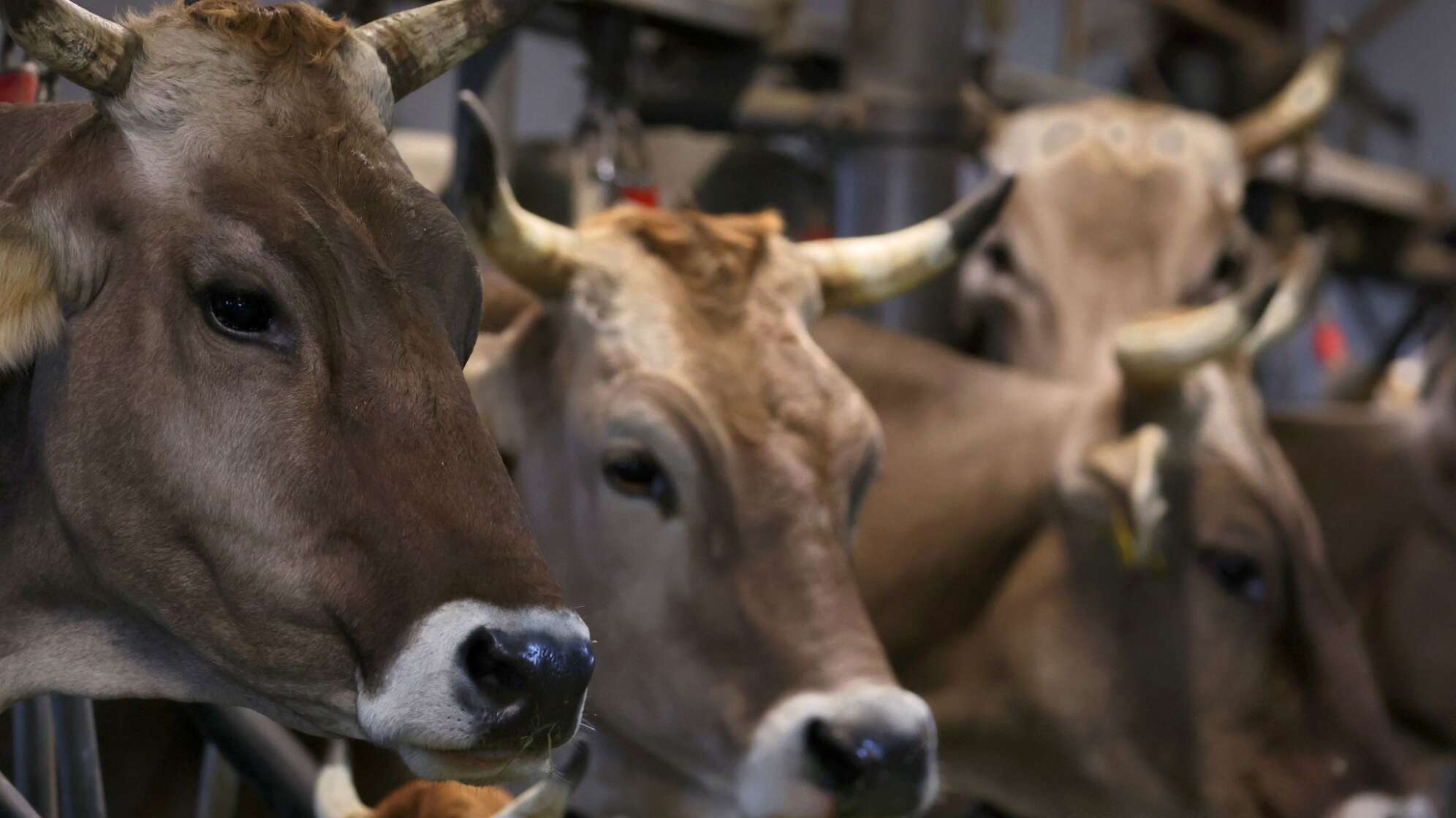 Prozess wegen Tierquälerei