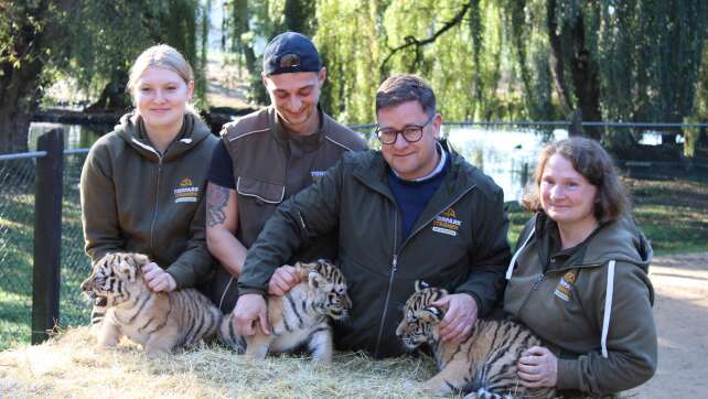 Gefährdete Art: Amur-Tigerbabys in Niedersachsen sind fit