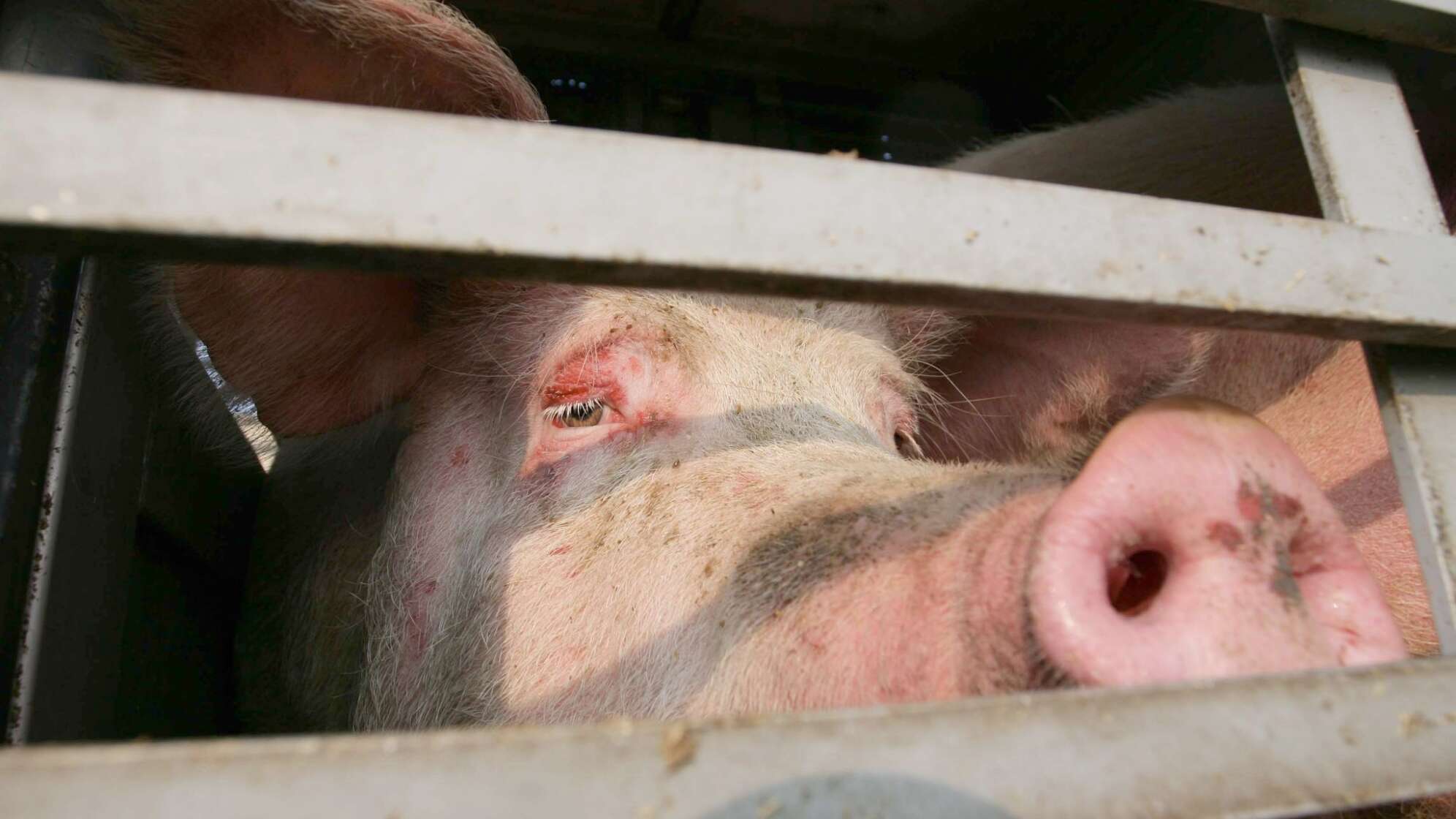 Schweinetransporter