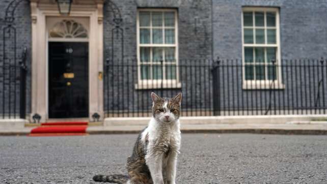 Downing-Street-Kater Larry erholt sich von Mini-OP