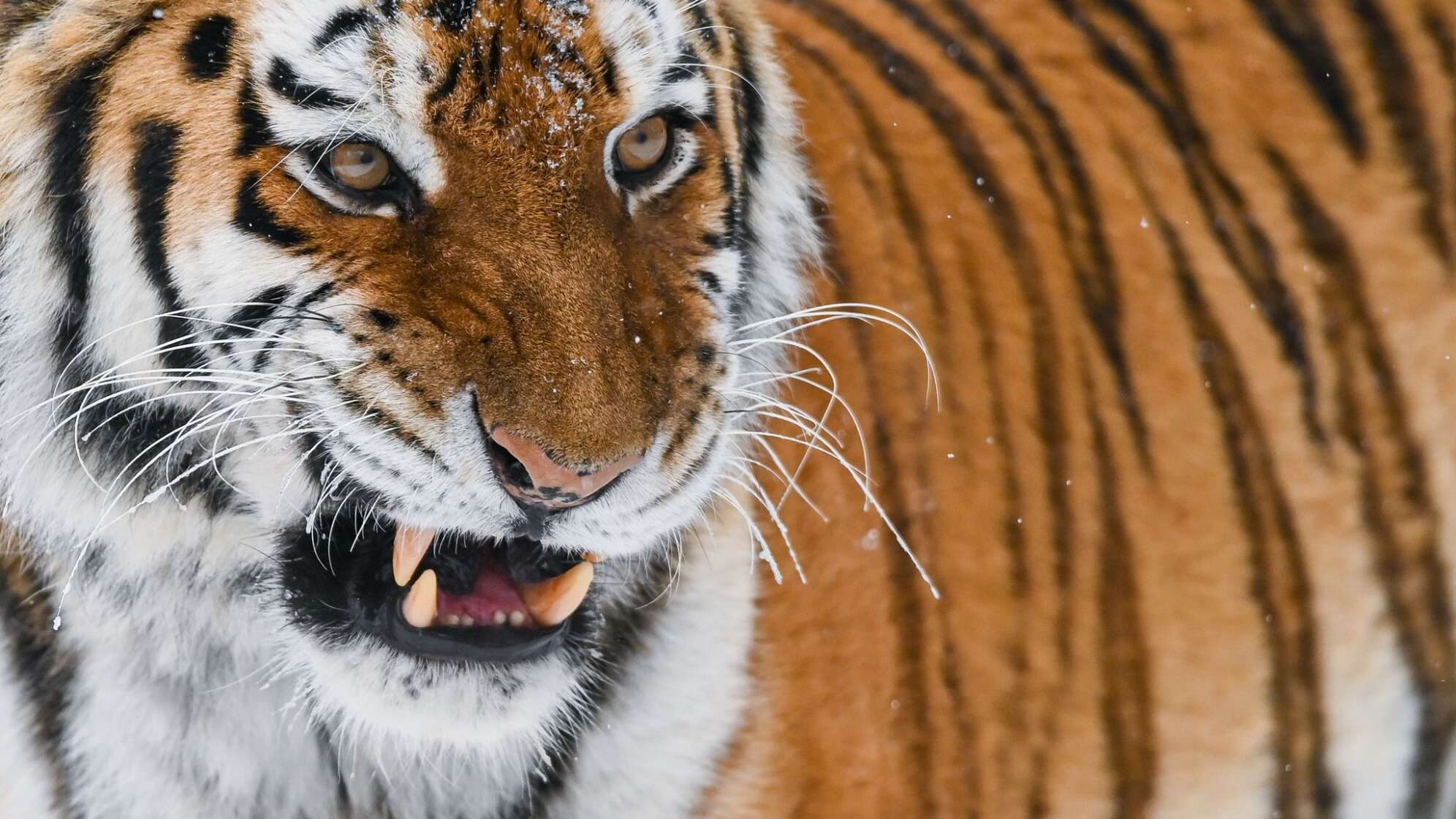 Amur-Tiger