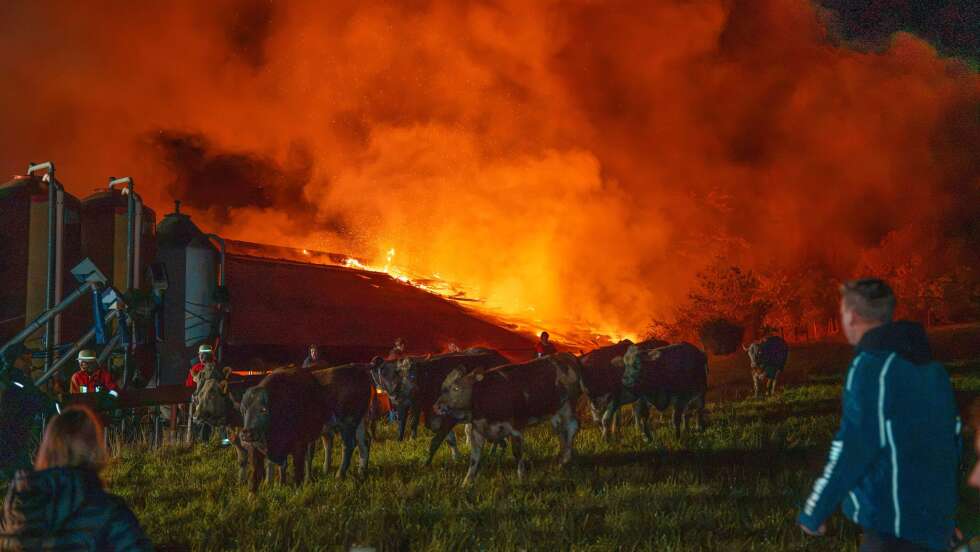 Kuhstall in Flammen – Tiere auf den Straßen unterwegs