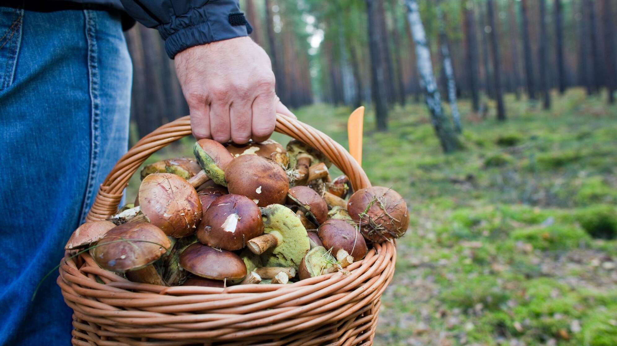 Pilzesammler