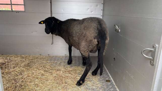 Schlachtung im Anhänger? Polizei prüft Tierschutz-Verstöße