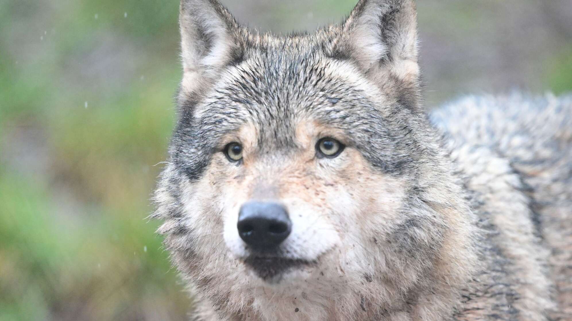 Wölfe in Gehege