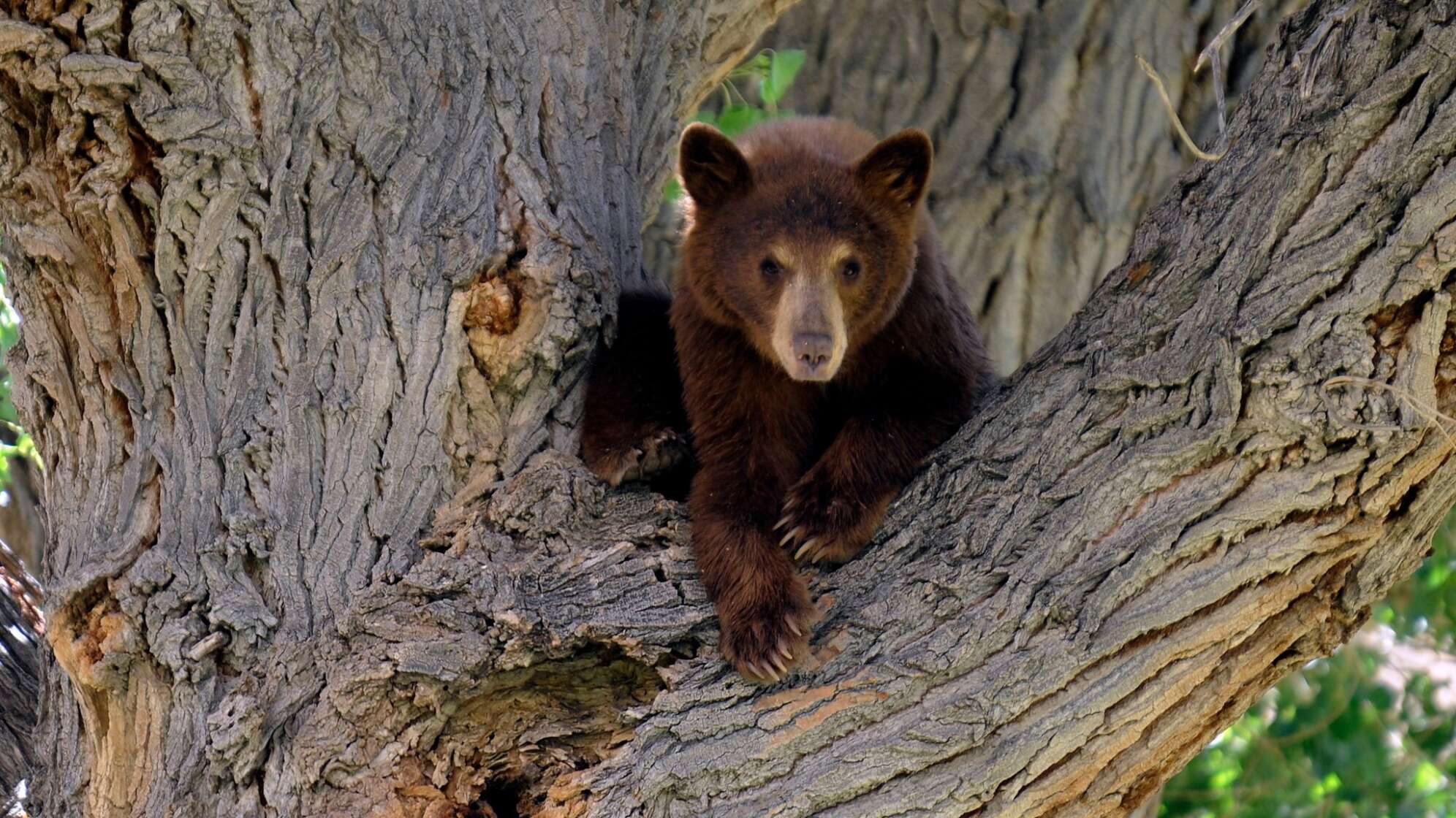 Ein junger Schwarzbär
