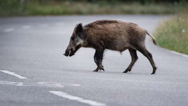 Sechs tote Wildschweine und mehr als 100.000 Euro Schaden