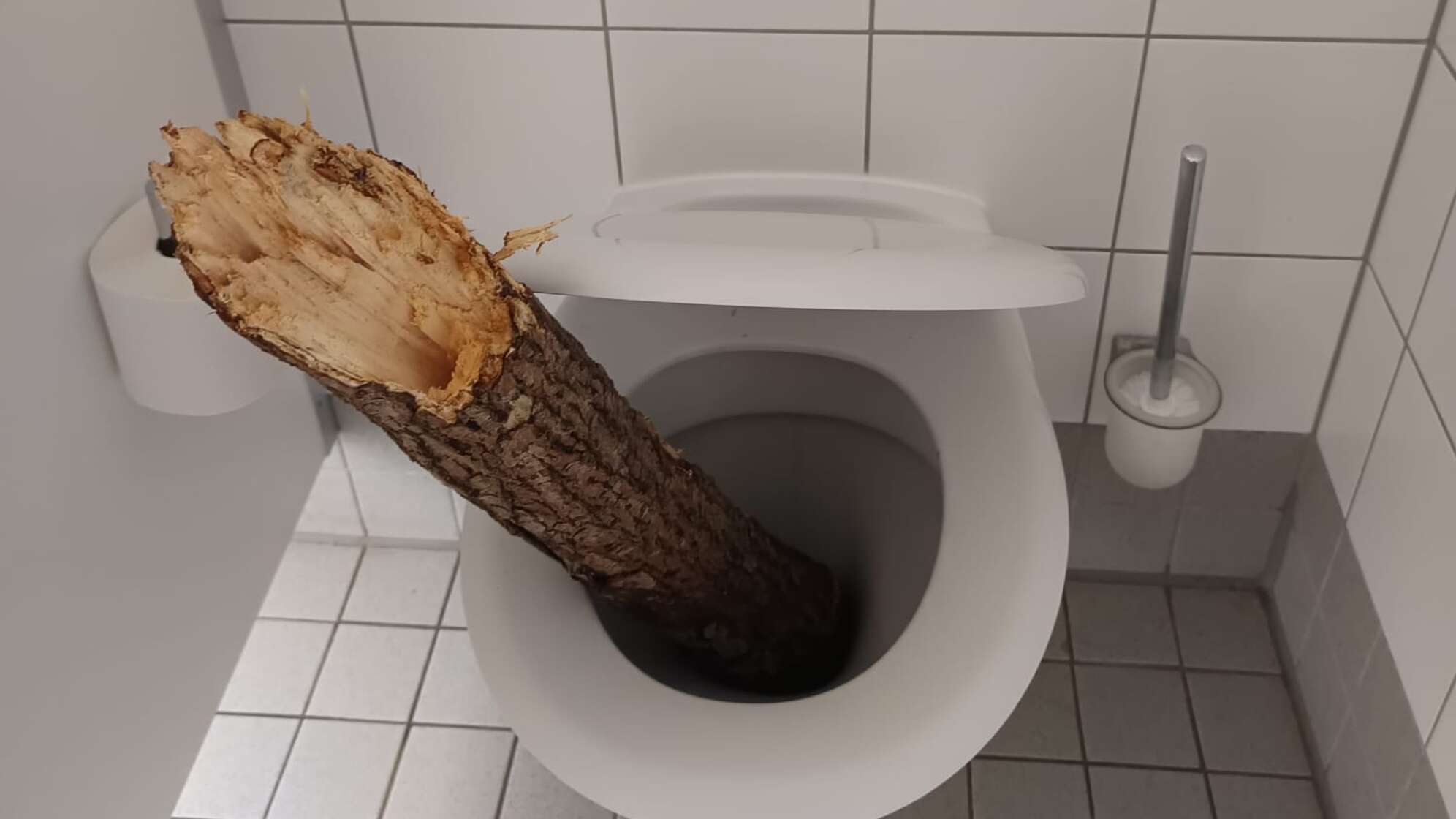 Baumstamm in Toilette