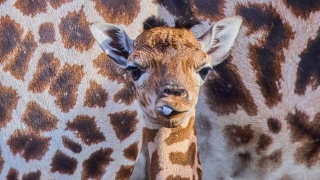 «Sehr agil und aufgeweckt» - Schwerin begrüßt Giraffenbaby