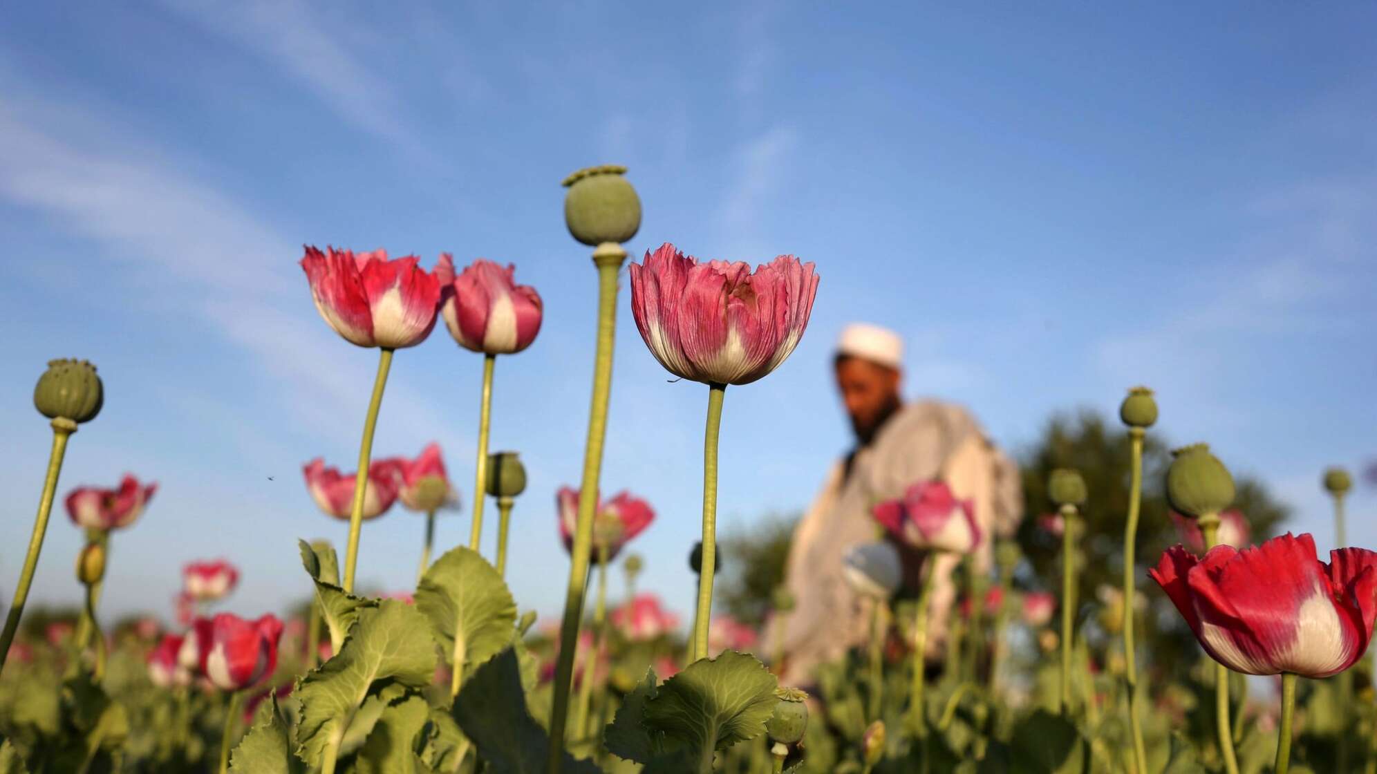 Opiumanbau in Afghanistan