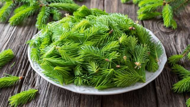 Christbaum und Tannennadeln essen?! Rezeptideen