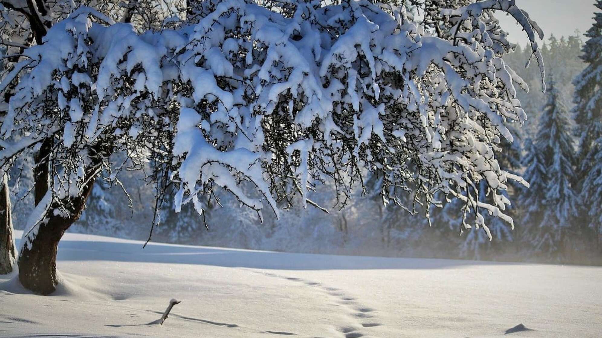 Ein schneebedeckter Wald