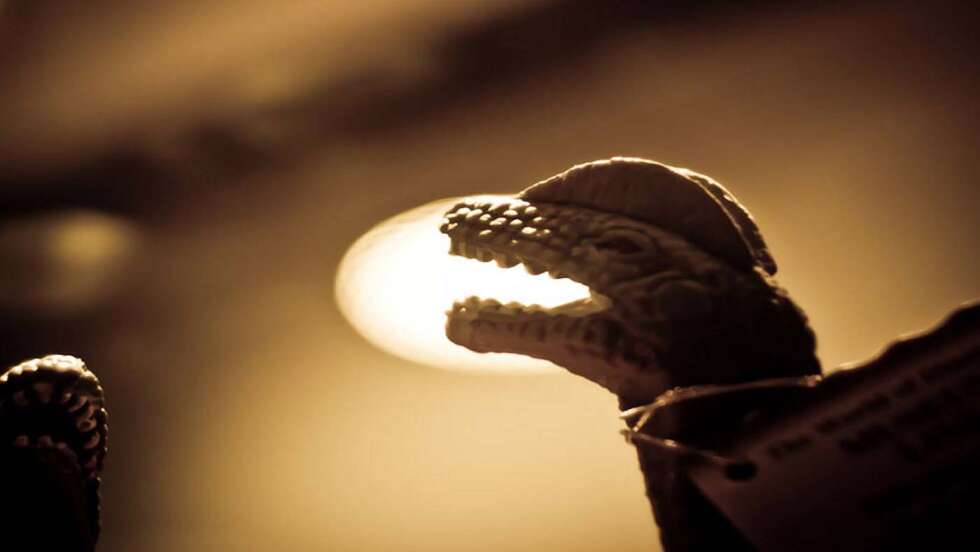 Dino