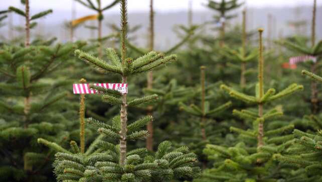 Das passiert mit den nicht verkauften Christbäumen