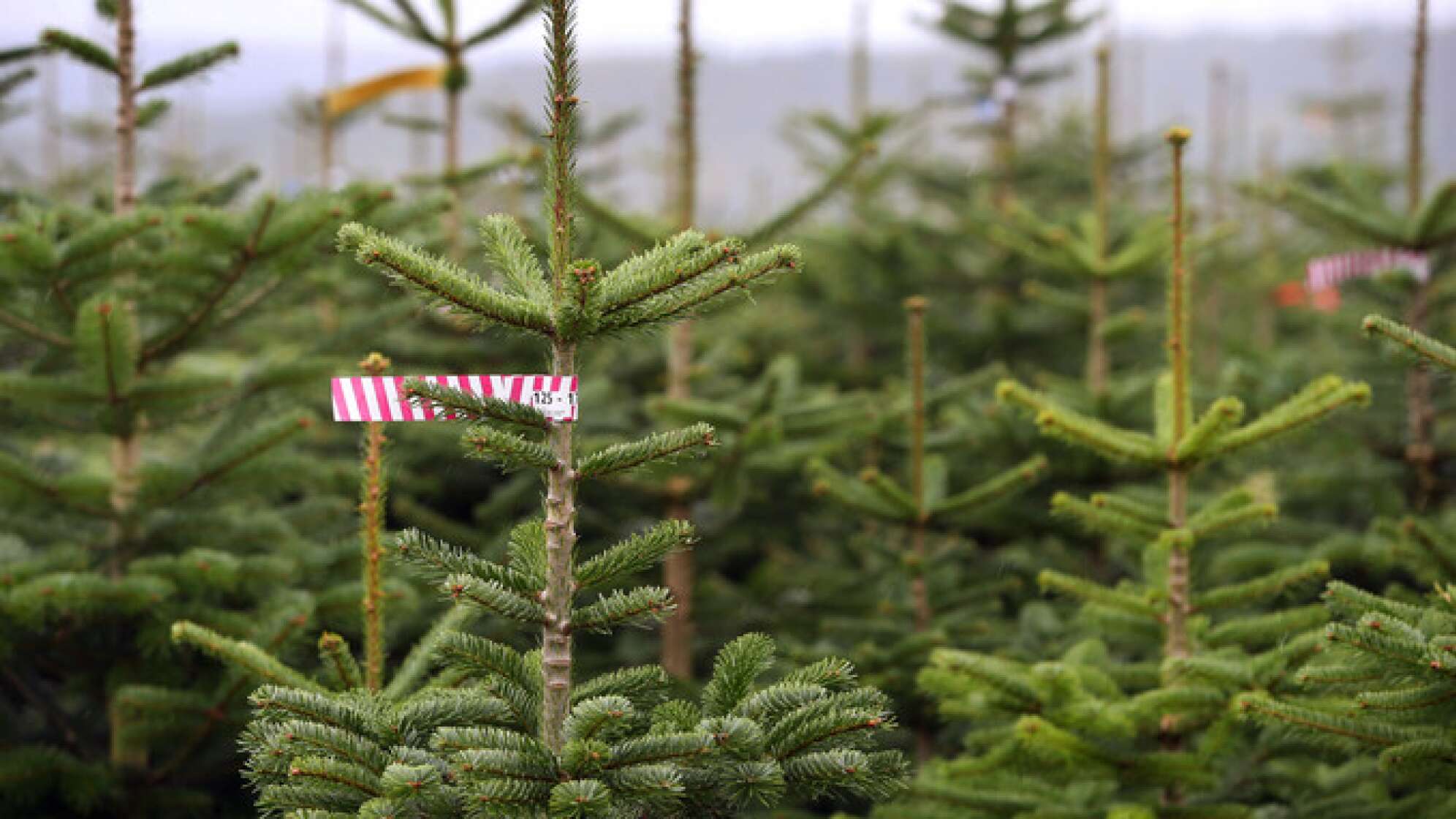 Weihnachtsbaumverkauf