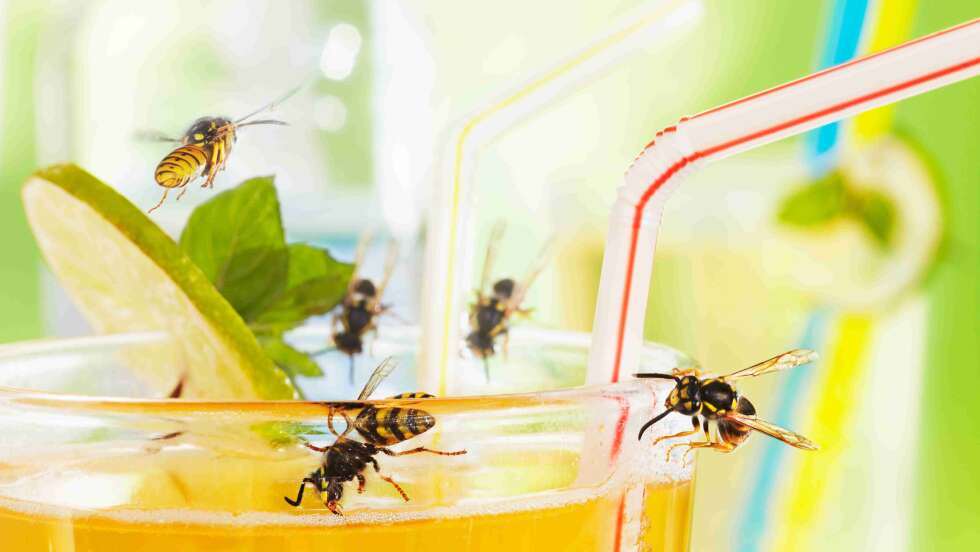 Kaffee gegen Wespen? 10 Tipps um sie zu vertreiben Was wirklich hilft