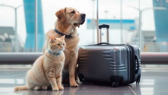 Hilflose Hunde und Katzen im Flugzeug: So werdet ihr Flugpaten