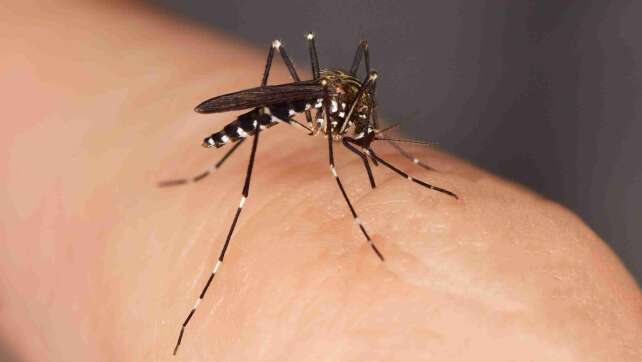 Mücken im Zimmer finden: So einfach geht's