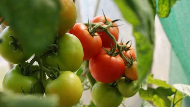 Garten-Hack: So bekommt ihr grüne Tomaten ganz einfach rot