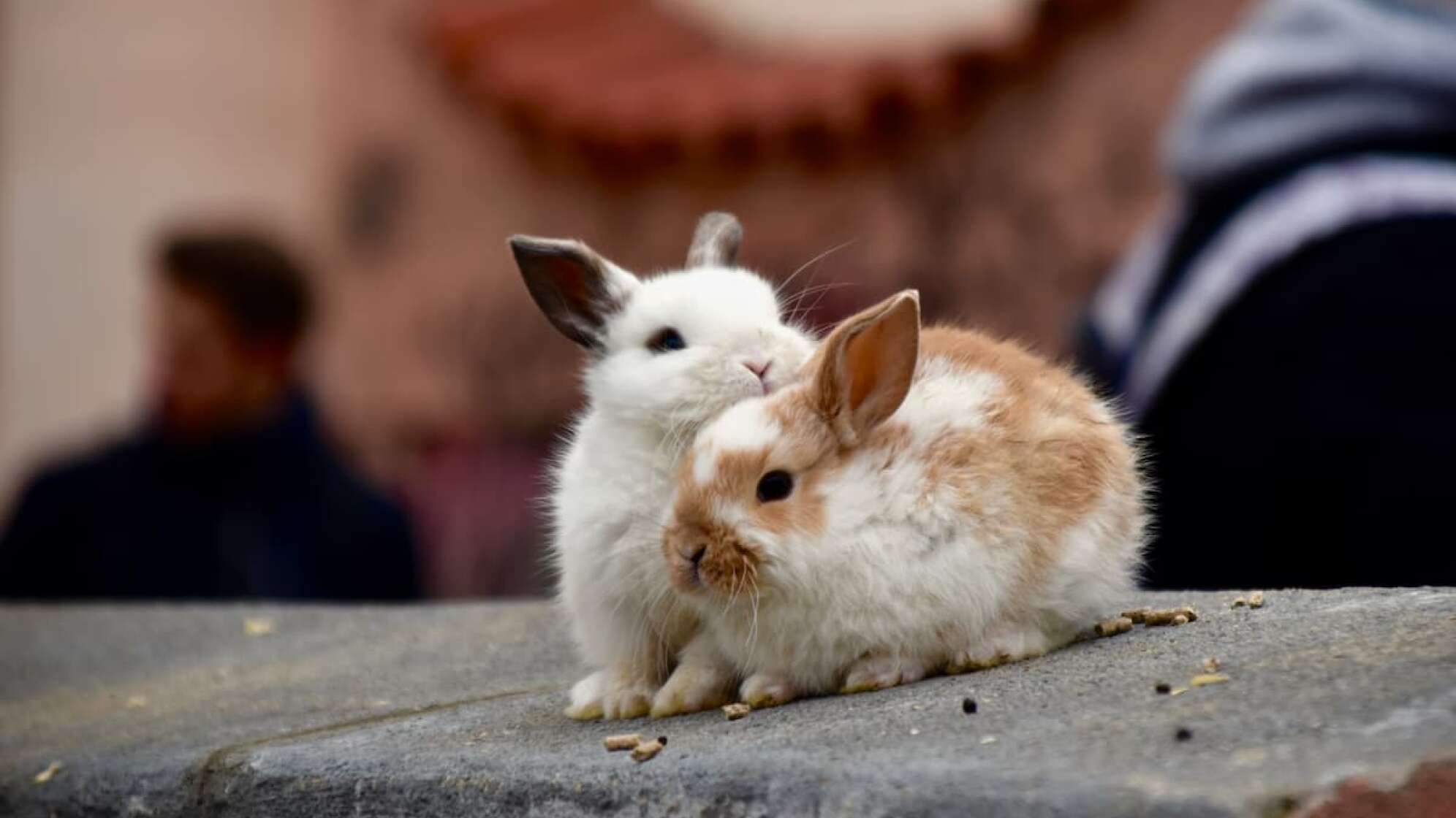 Zwei Babyhasen