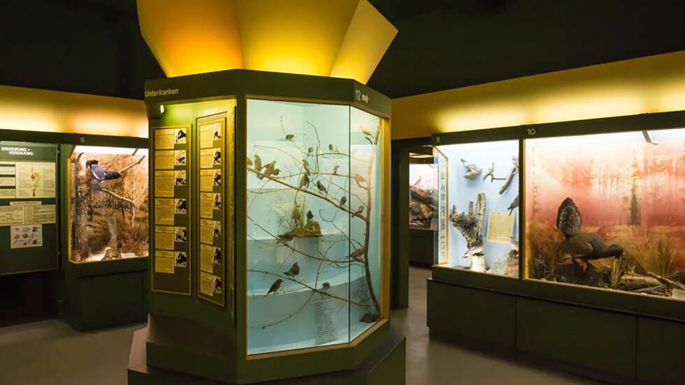 Vögel in Museum