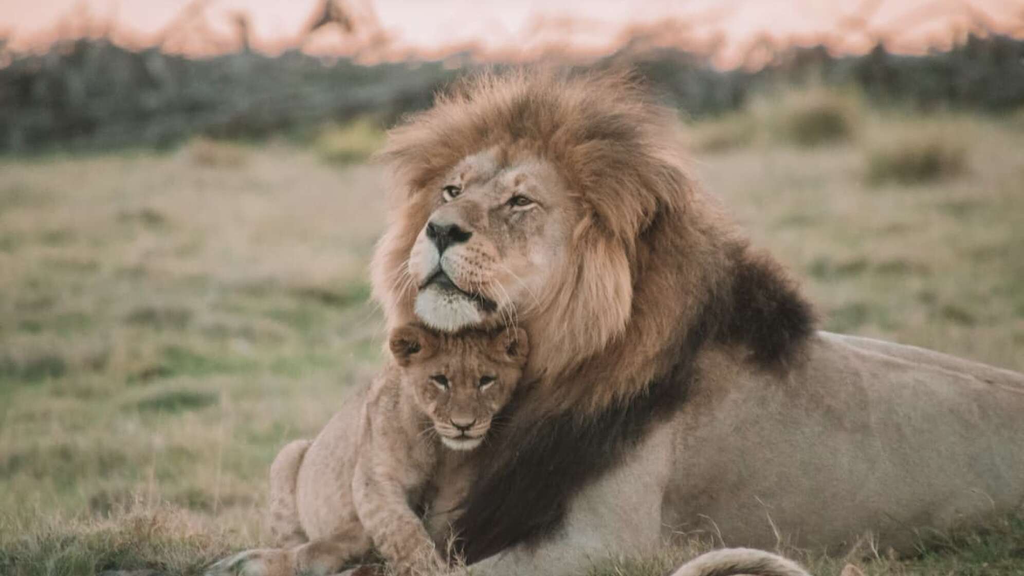 Löwe mit Löwenbaby