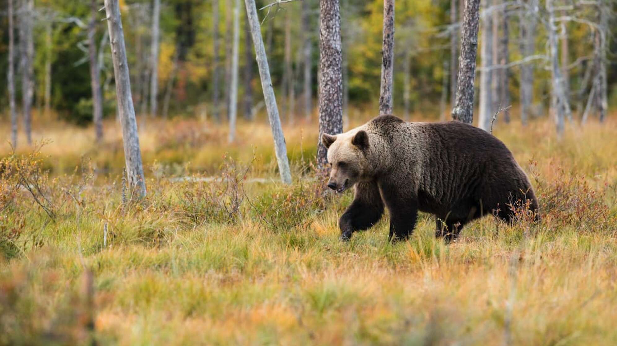 Bär im Wald