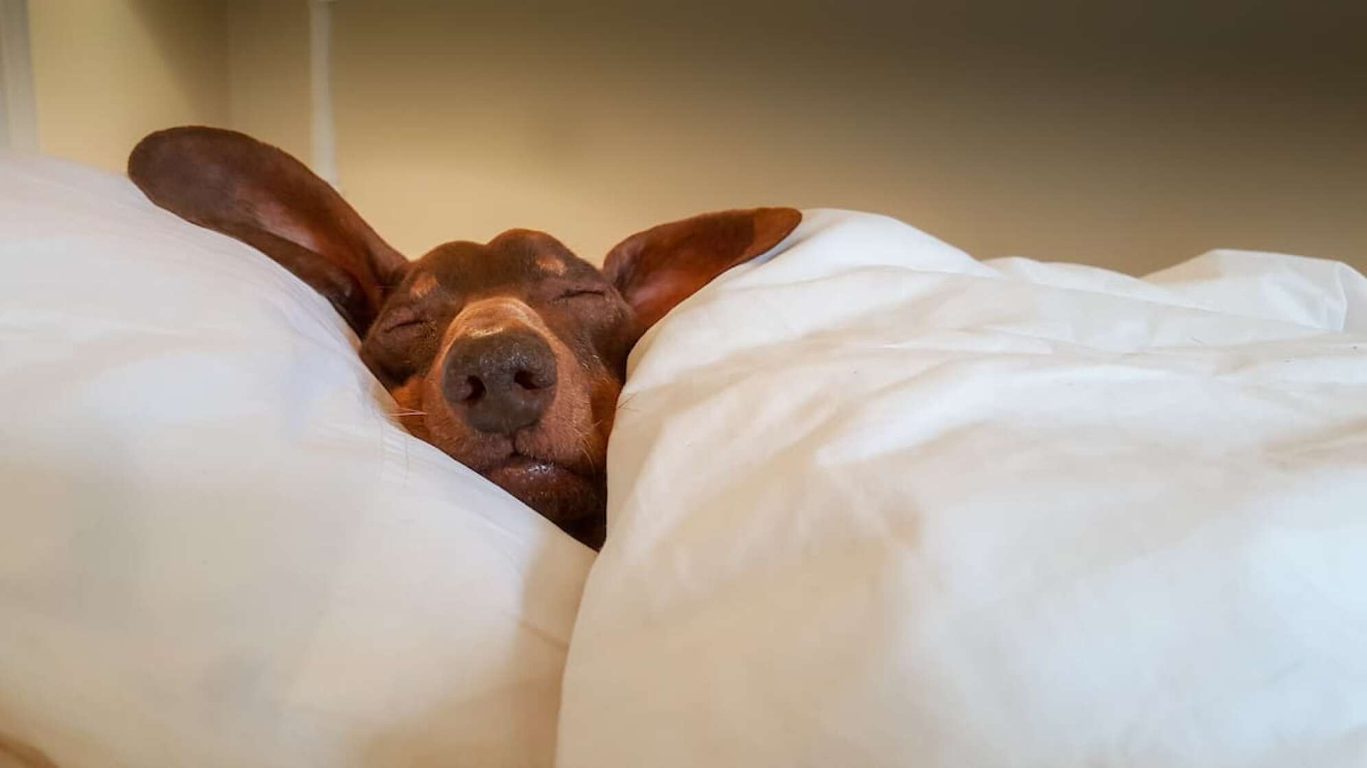 Hund liegt zugedeckt im Bett