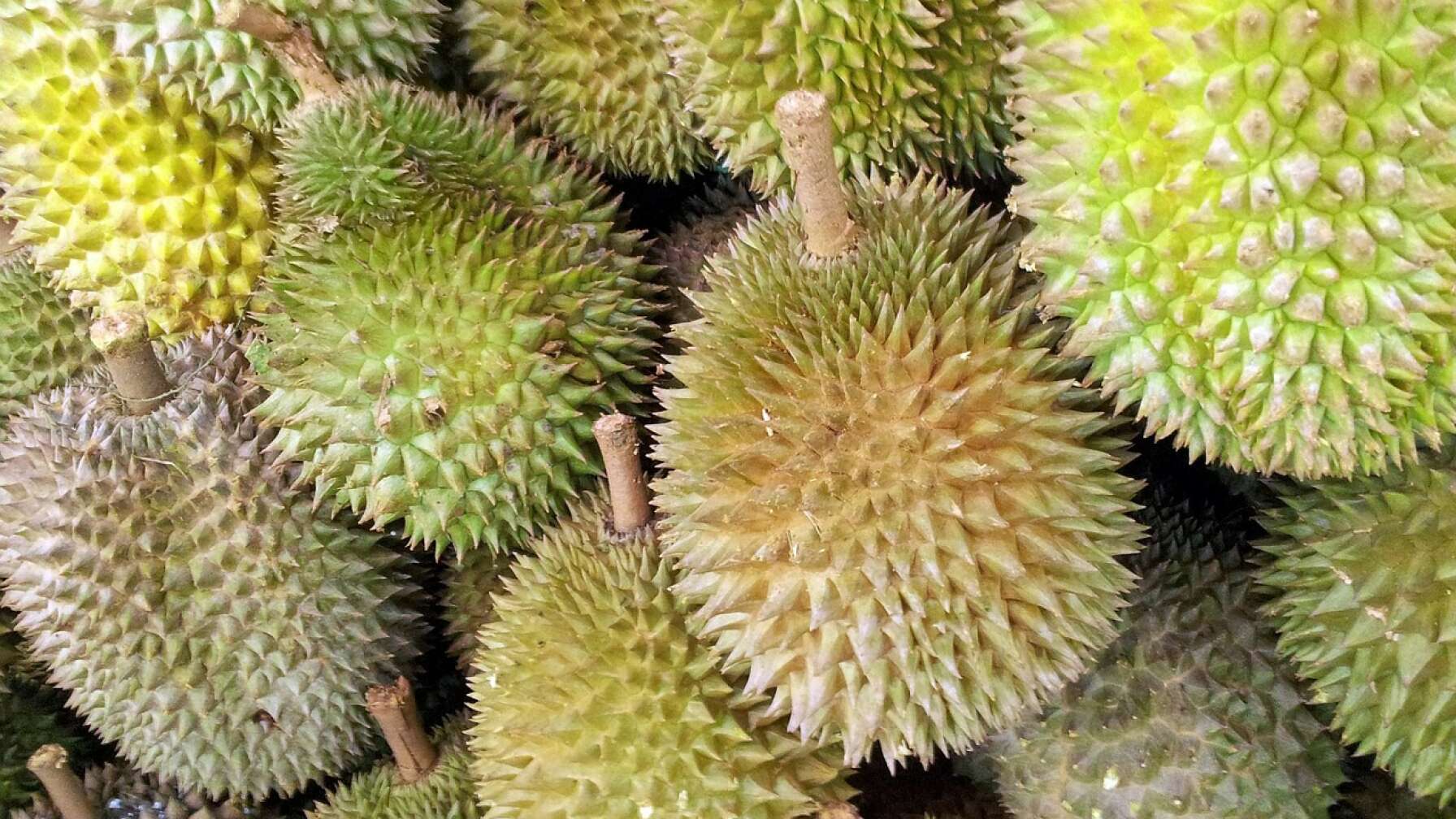 Kotzfrucht