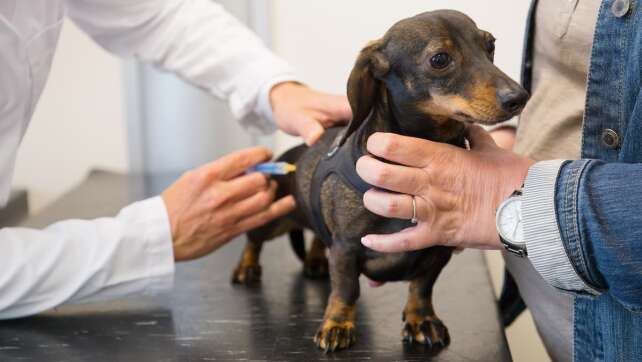 Neue Gebührenordnung: Tierarztkosten steigen, aber brave Tiere werden günstiger
