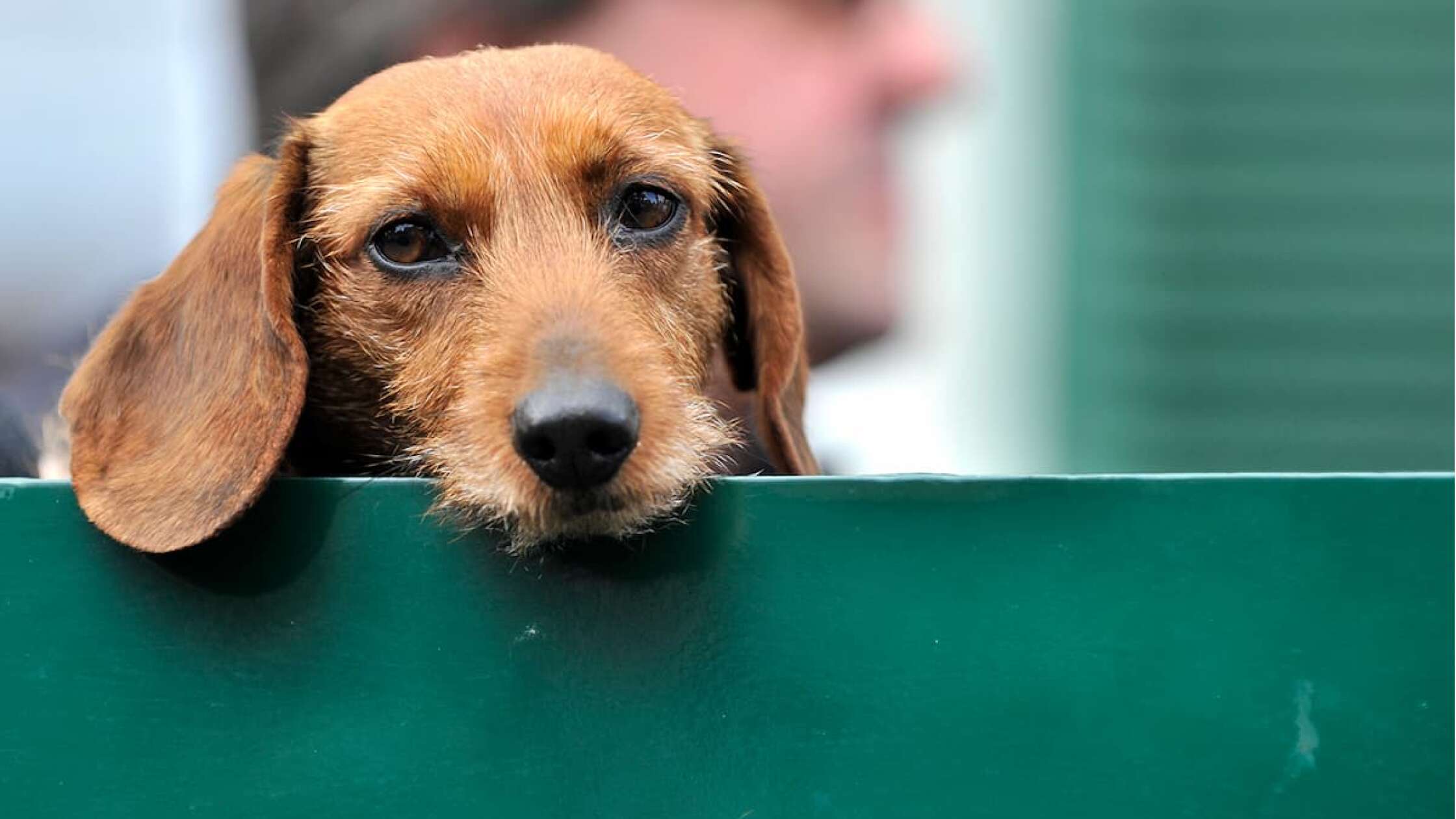 Einfach zu süß Forscher entschlüsseln Geheimnis des Hundeblicks