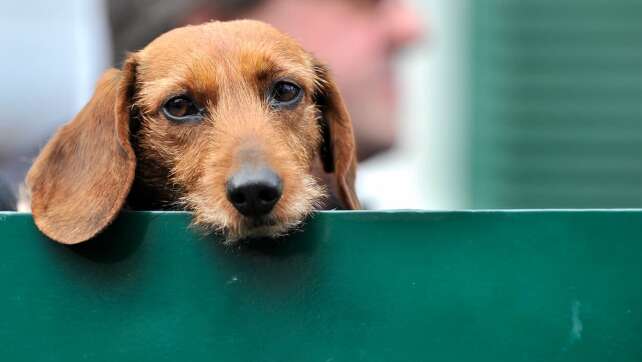 Einfach zu süß: Forscher entschlüsseln Geheimnis des Hundeblicks