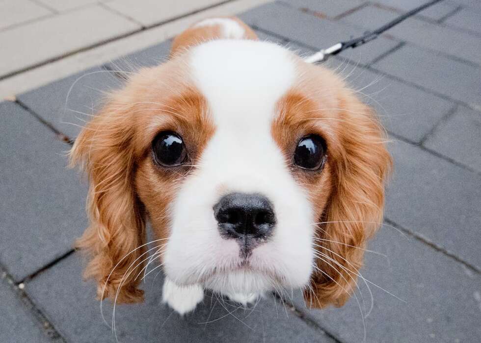 Hund mit Dackelblick