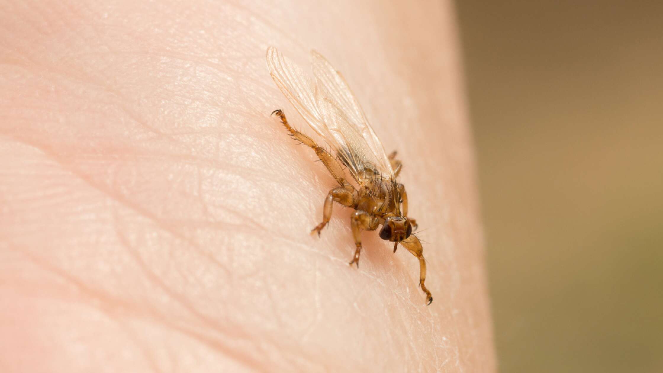 Hirschlausfliege: So gefährlich ist der Parasit