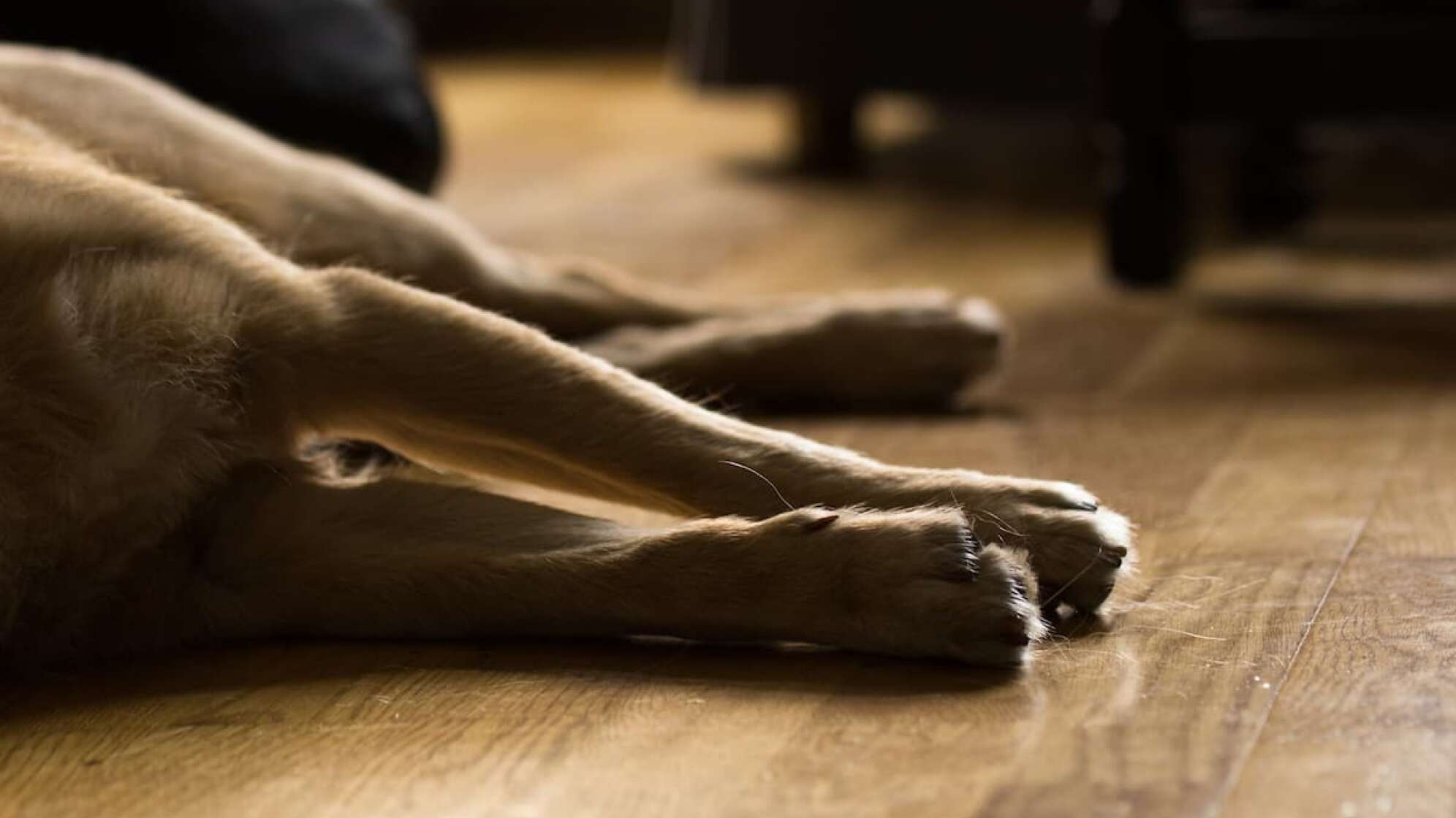 Hund liegt auf Holzmoden