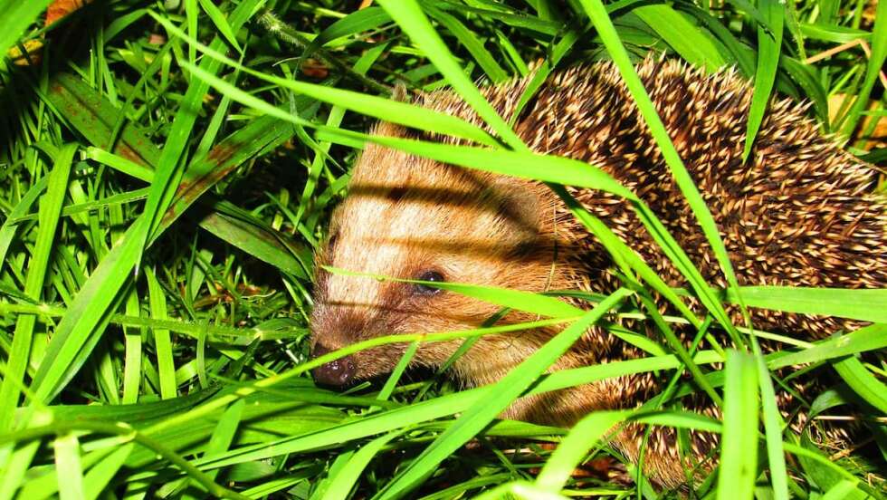 Igel im Gras