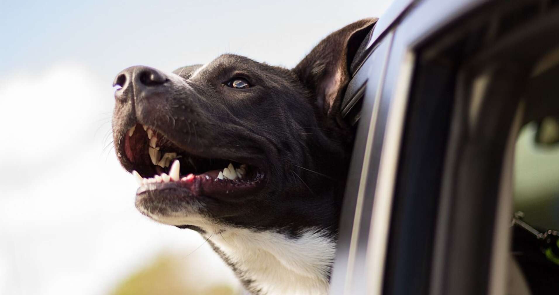 Hund hält seinen Kopf aus dem Autofenster