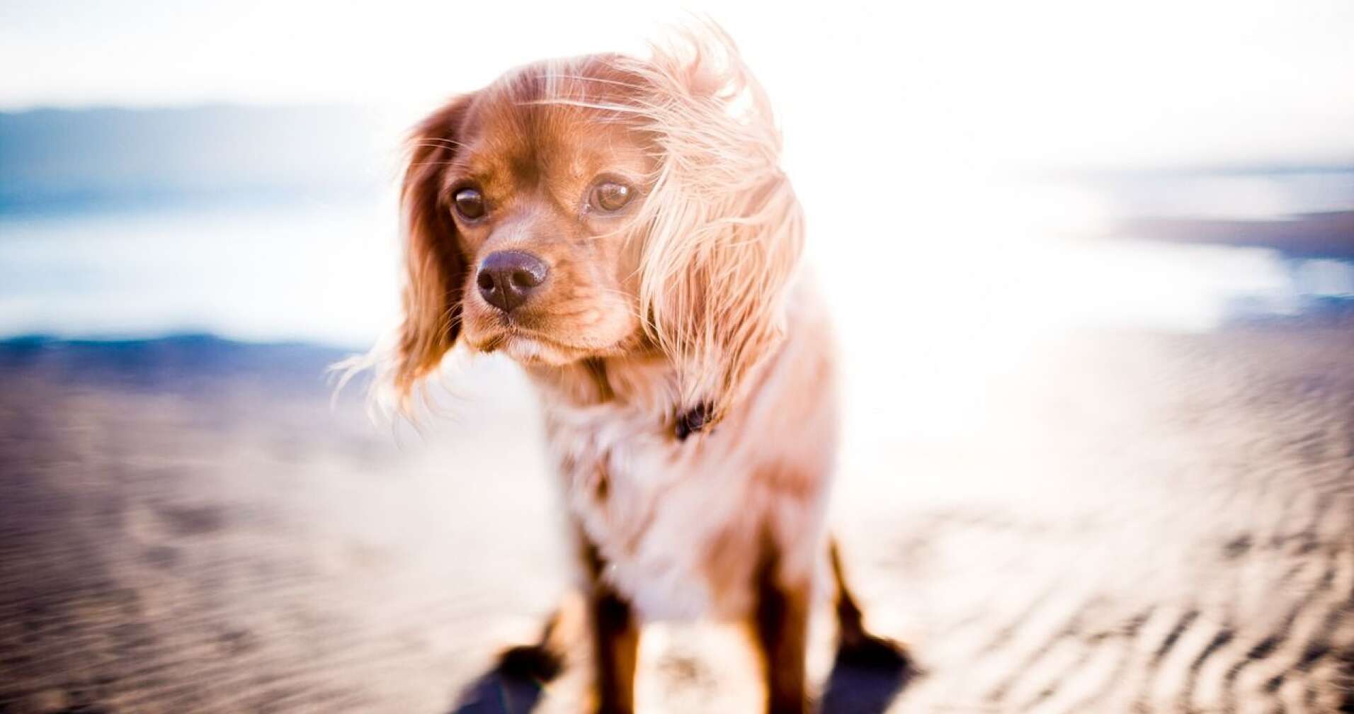 Hund in der Sonne