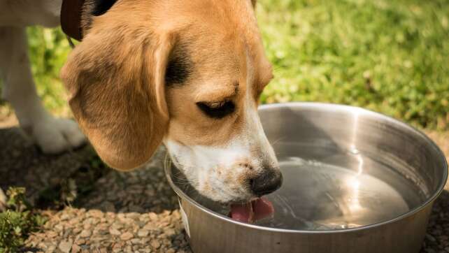 Zu viel Vitamin D? Hersteller ruft weltweit Hundefutter zurück