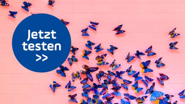 Schmetterlings-Quiz: Klickt euch durch spannendes Wissen & kuriose Fakten