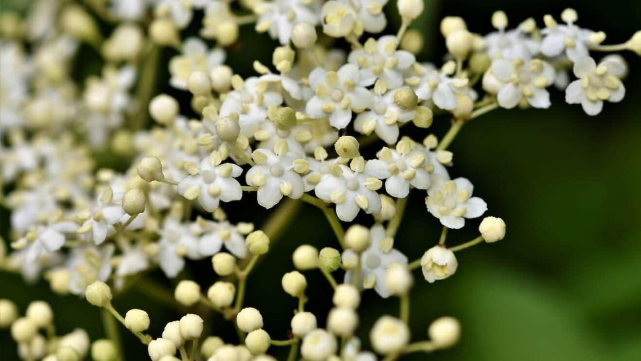 Holunderblüten
