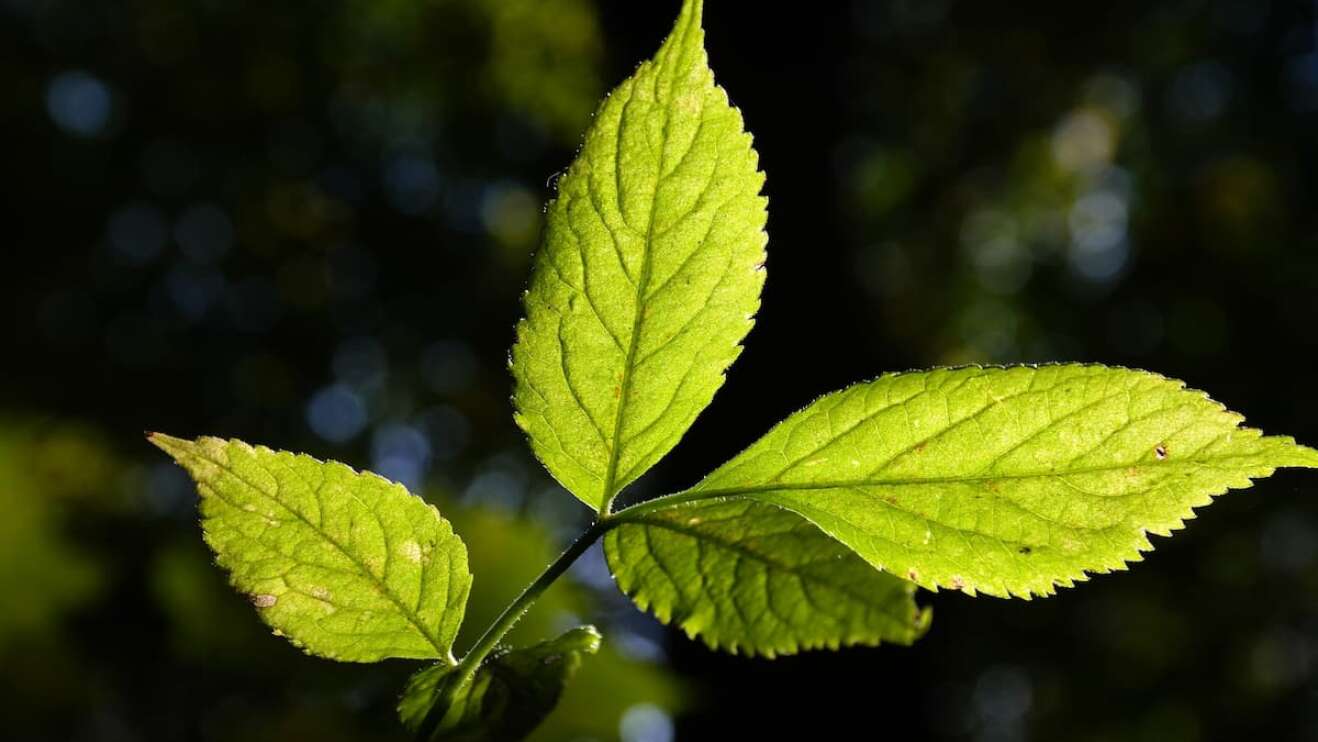 Blätter von Holunderblüten