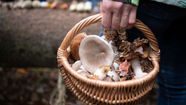 Erlaubte Menge: Wie viele Pilze dürfen Sammler aus dem Wald mitnehmen?