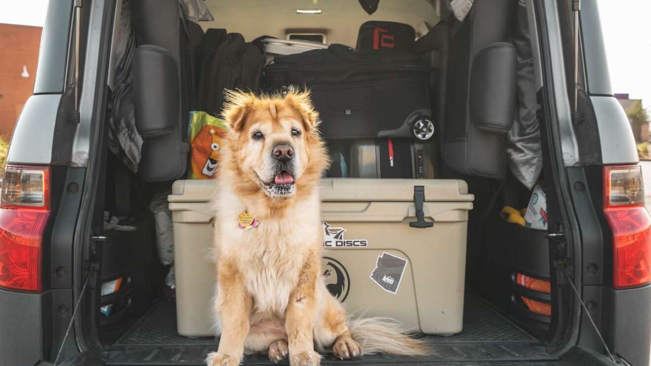 Ein Hund sitzt im geöffneten Kofferraum.