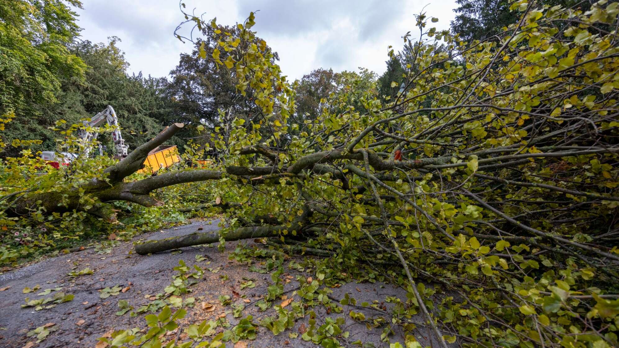 Baum stürzt auf Radfahrerin