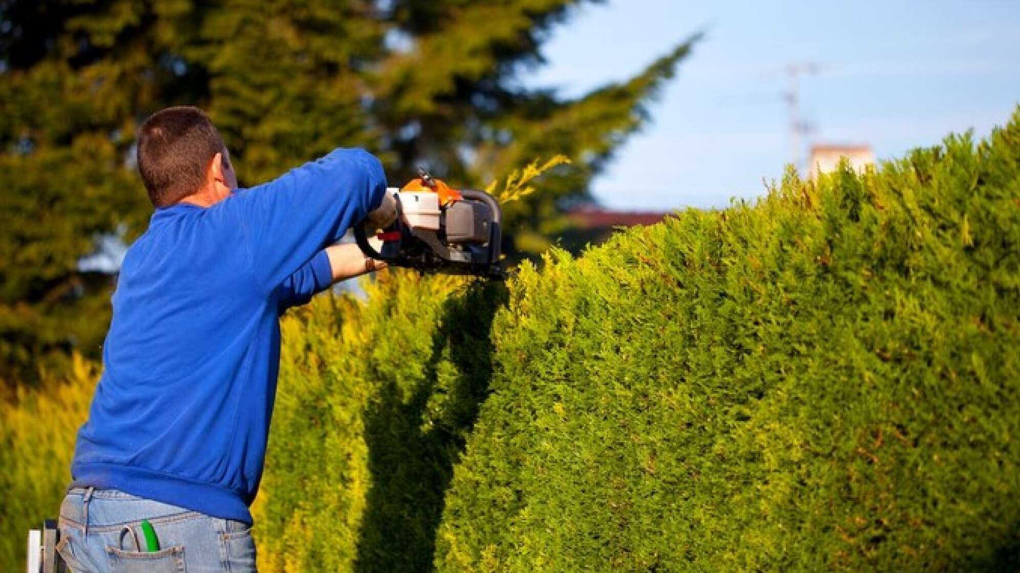 Ein Mann schneidet eine Hecke