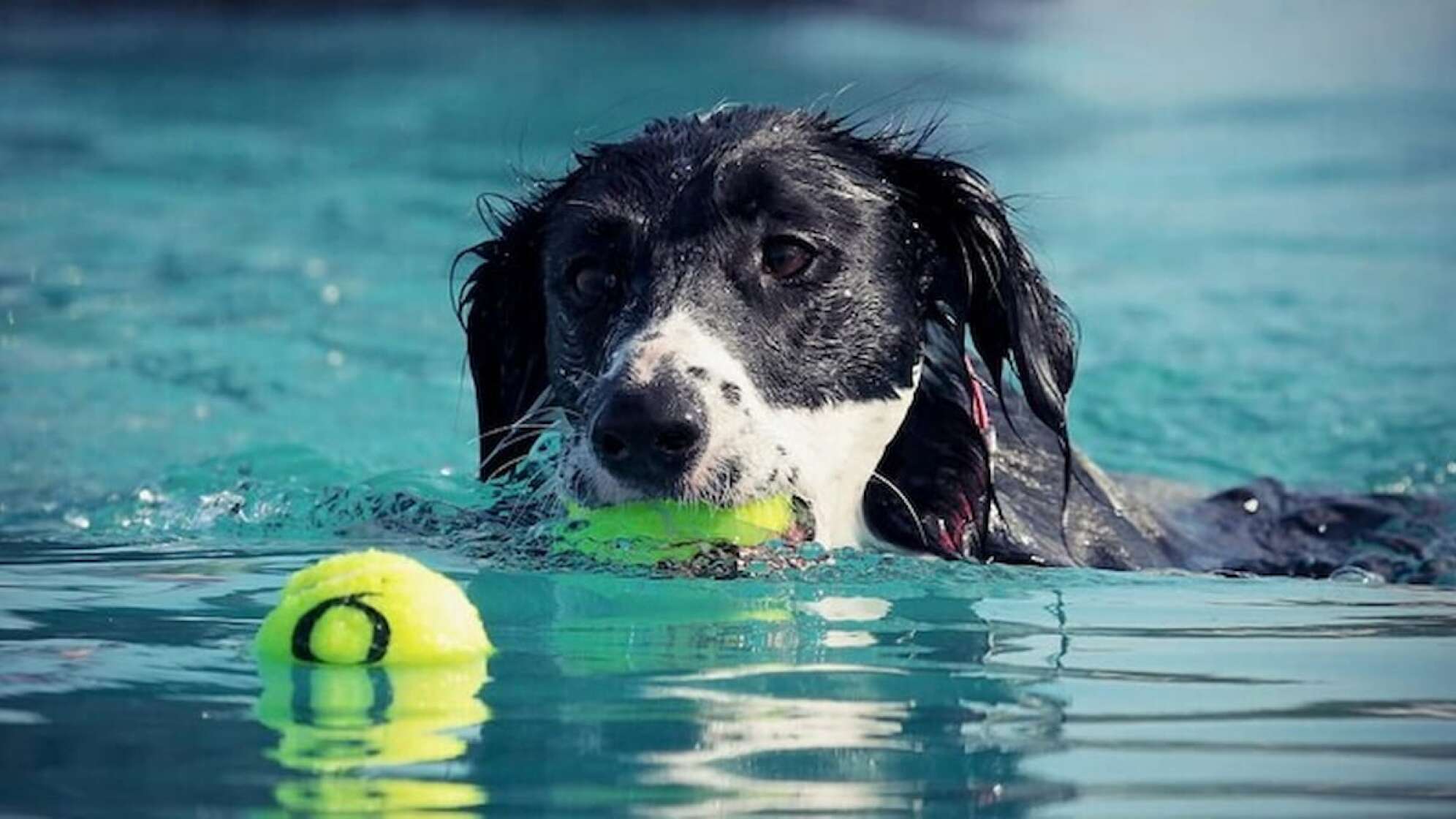 Hund schwimmt im Wasser