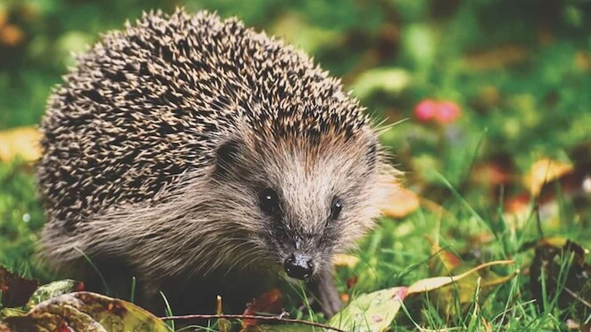 Igel auf der Wiese