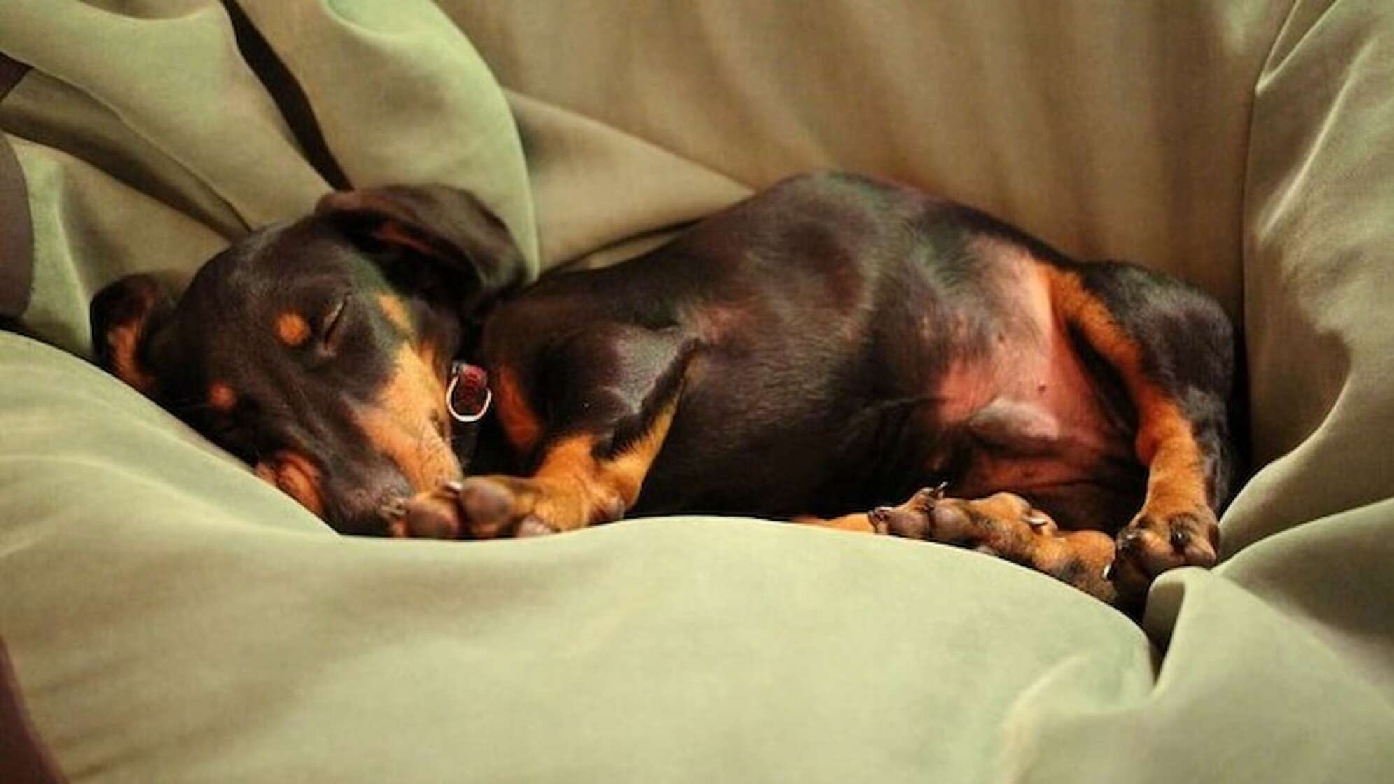 Dackel schläft im Bett