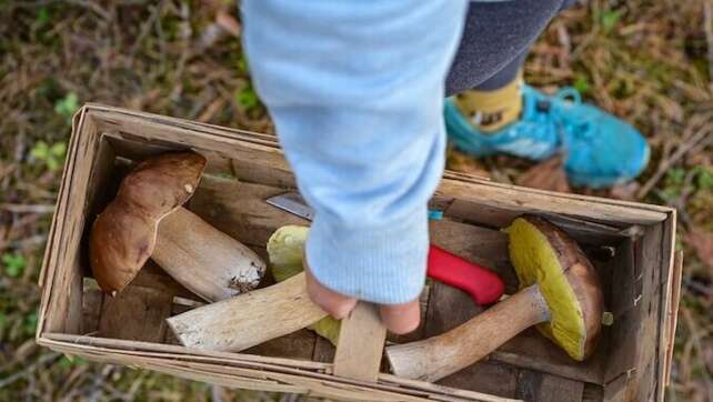 Pilz-Sammelzeit in Bayern: Experten warnen vor Apps